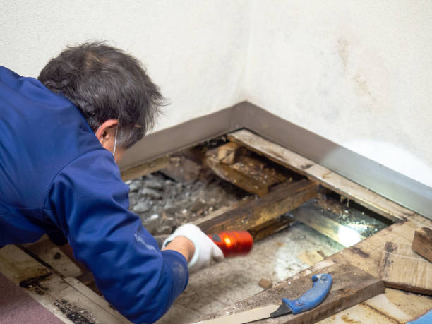 Mold Testing and Removal in Cedar Bluff, VA