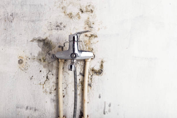 Best Certified Mold Removal  in Cedar Bluff, VA