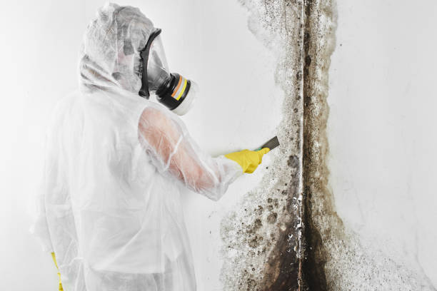 Best Mold Testing  in Cedar Bluff, VA