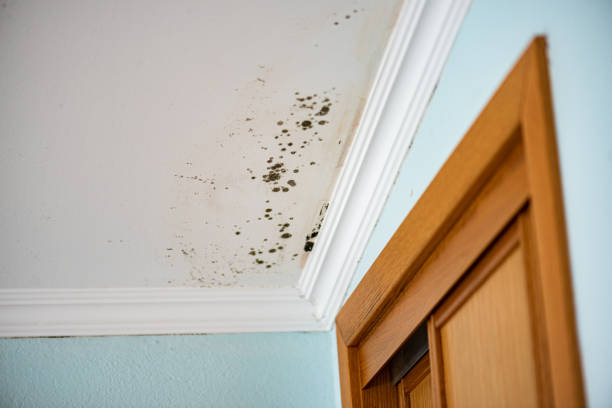 Best Emergency Mold Removal  in Cedar Bluff, VA