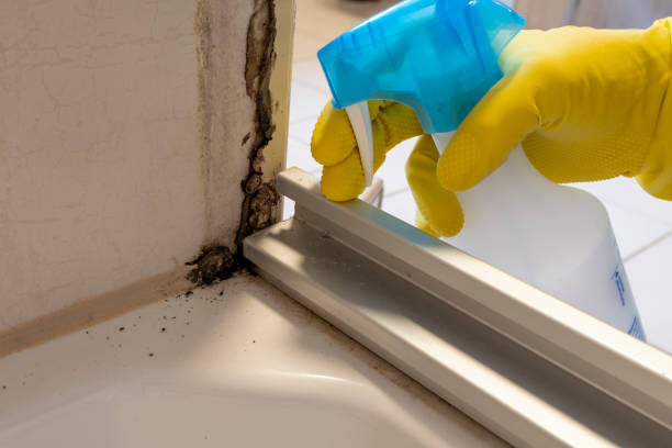 Best Professional Mold Removal  in Cedar Bluff, VA