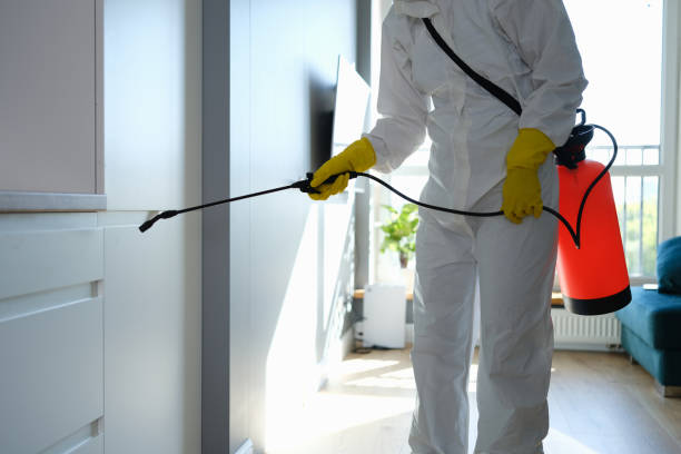 Best Black Mold Removal  in Cedar Bluff, VA