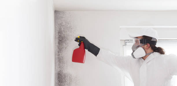 Best Commercial Mold Removal  in Cedar Bluff, VA