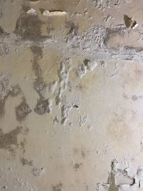 Best Mold Removal Near Me  in Cedar Bluff, VA