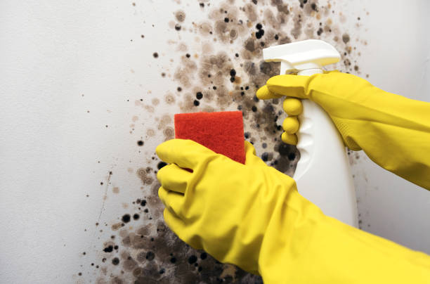Best Mold Removal Company Near Me  in Cedar Bluff, VA