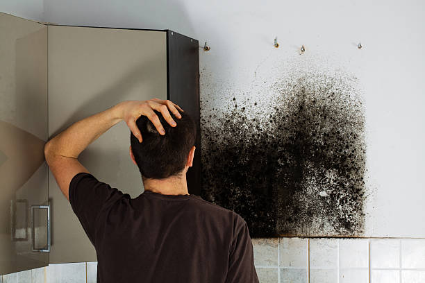 Best Same-Day Mold Removal  in Cedar Bluff, VA