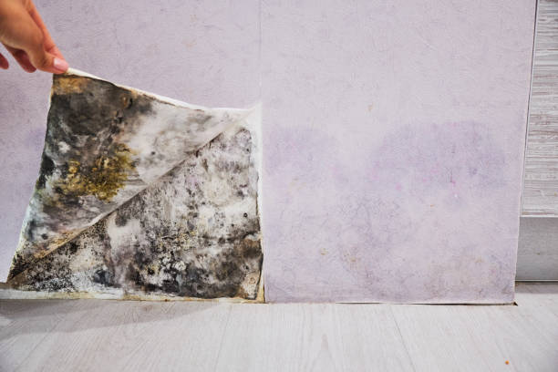 Best Toxic Mold Removal  in Cedar Bluff, VA
